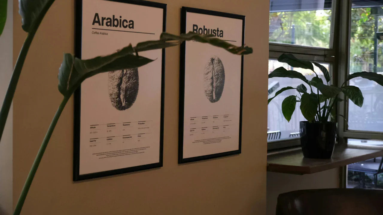 Worin unterscheidet sich Arabica und Robusta?