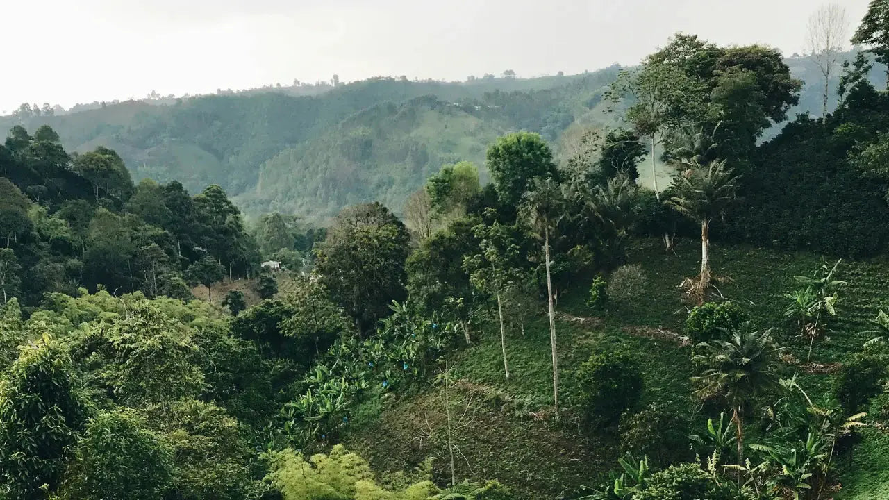 Die Anbaugebiete von Kaffee