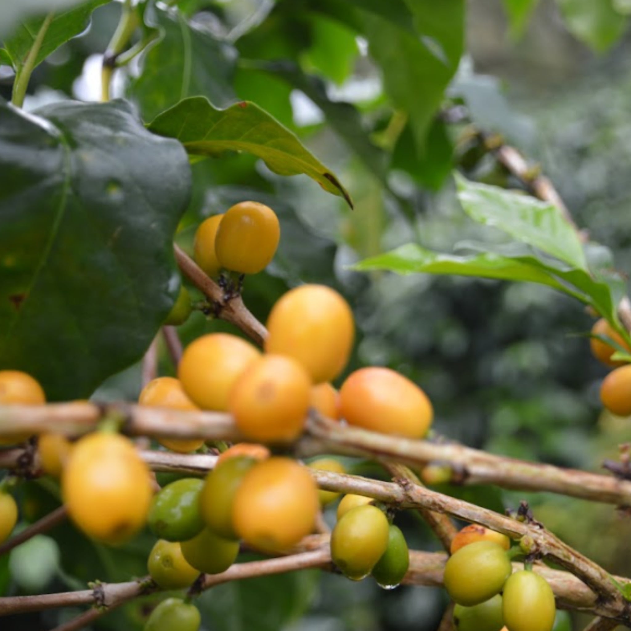 Espresso Masterpiece - Yellow Bourbon Kaffeekirschen