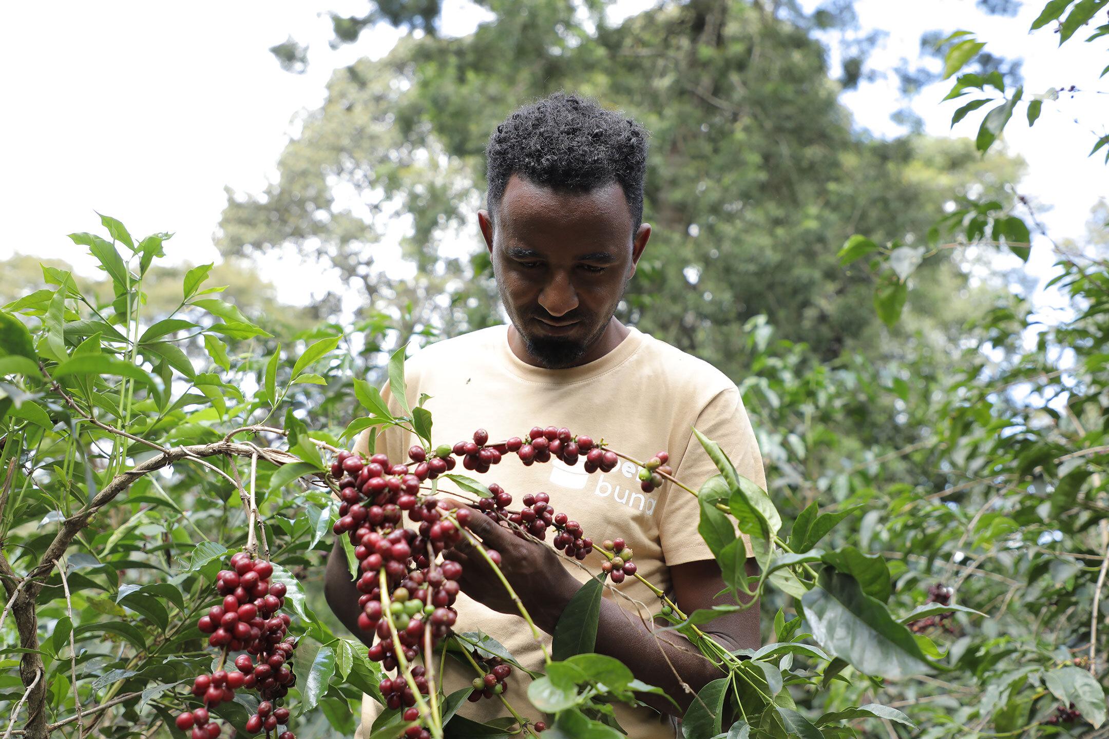 Filter Coffee - Syoum Family - Heirloom Washed