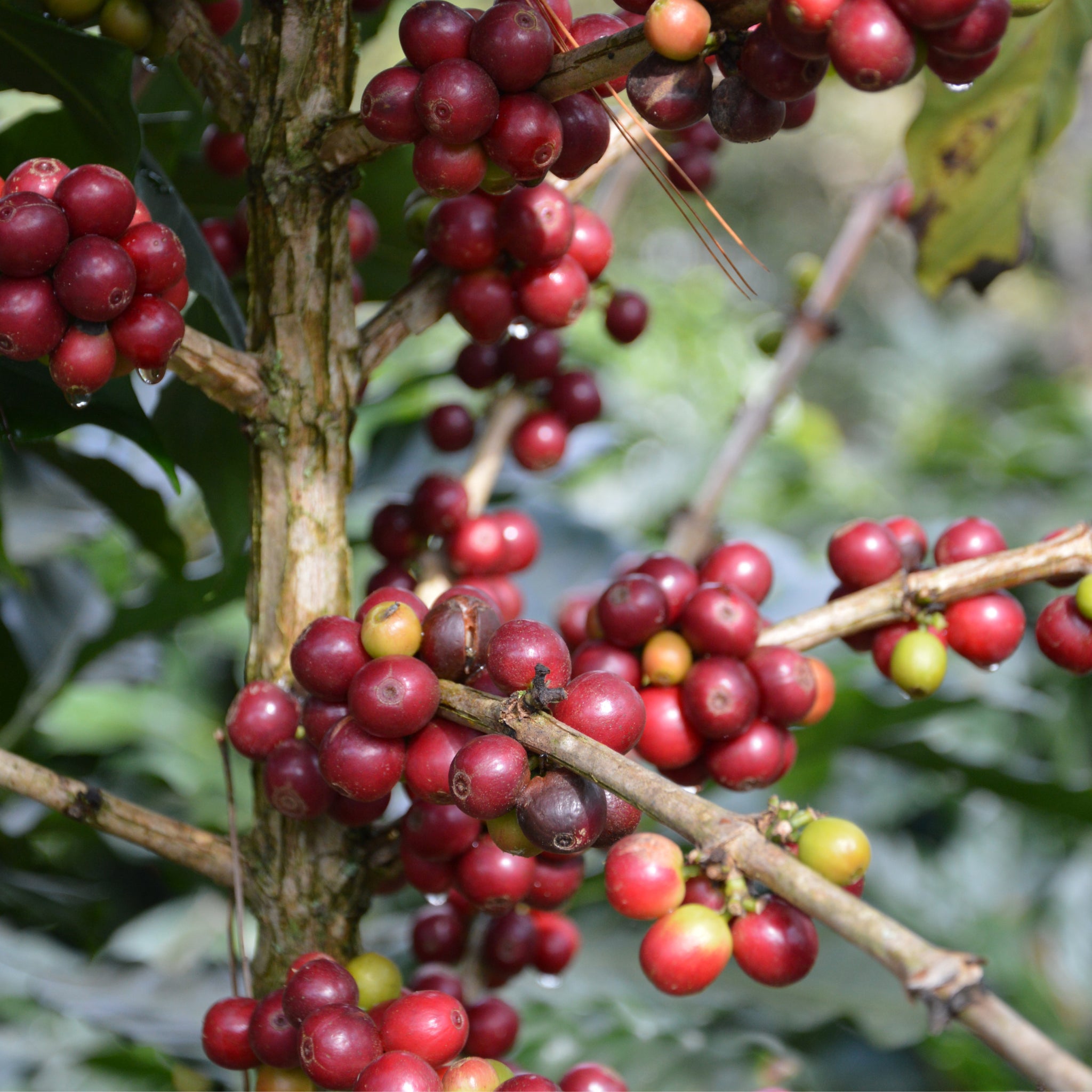 Indonesian Trinity Kaffeekirsche Waltberg Kaffee