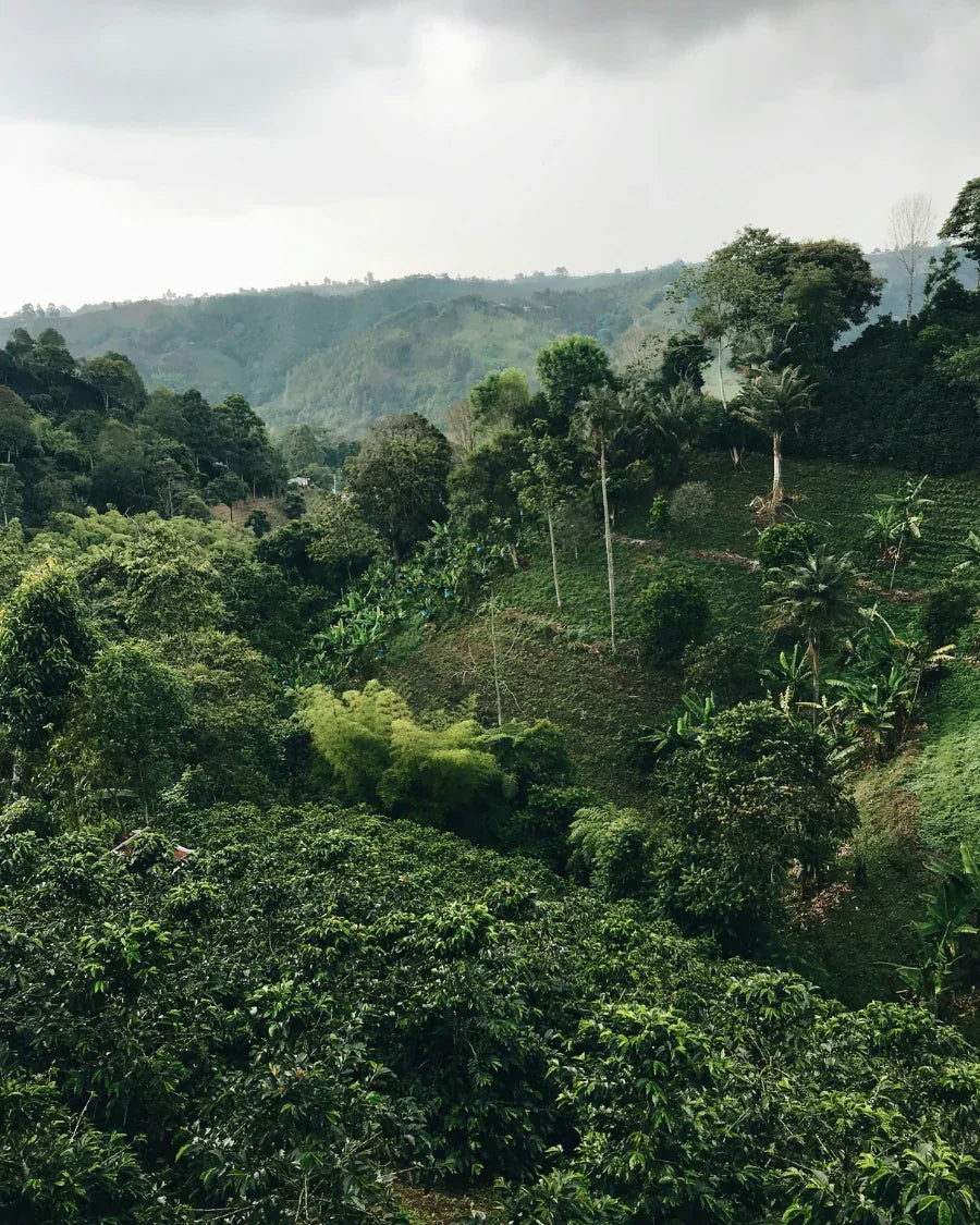 Kaffeepflanzen auf einer grünen Plantage in tropischer Hügellandschaft