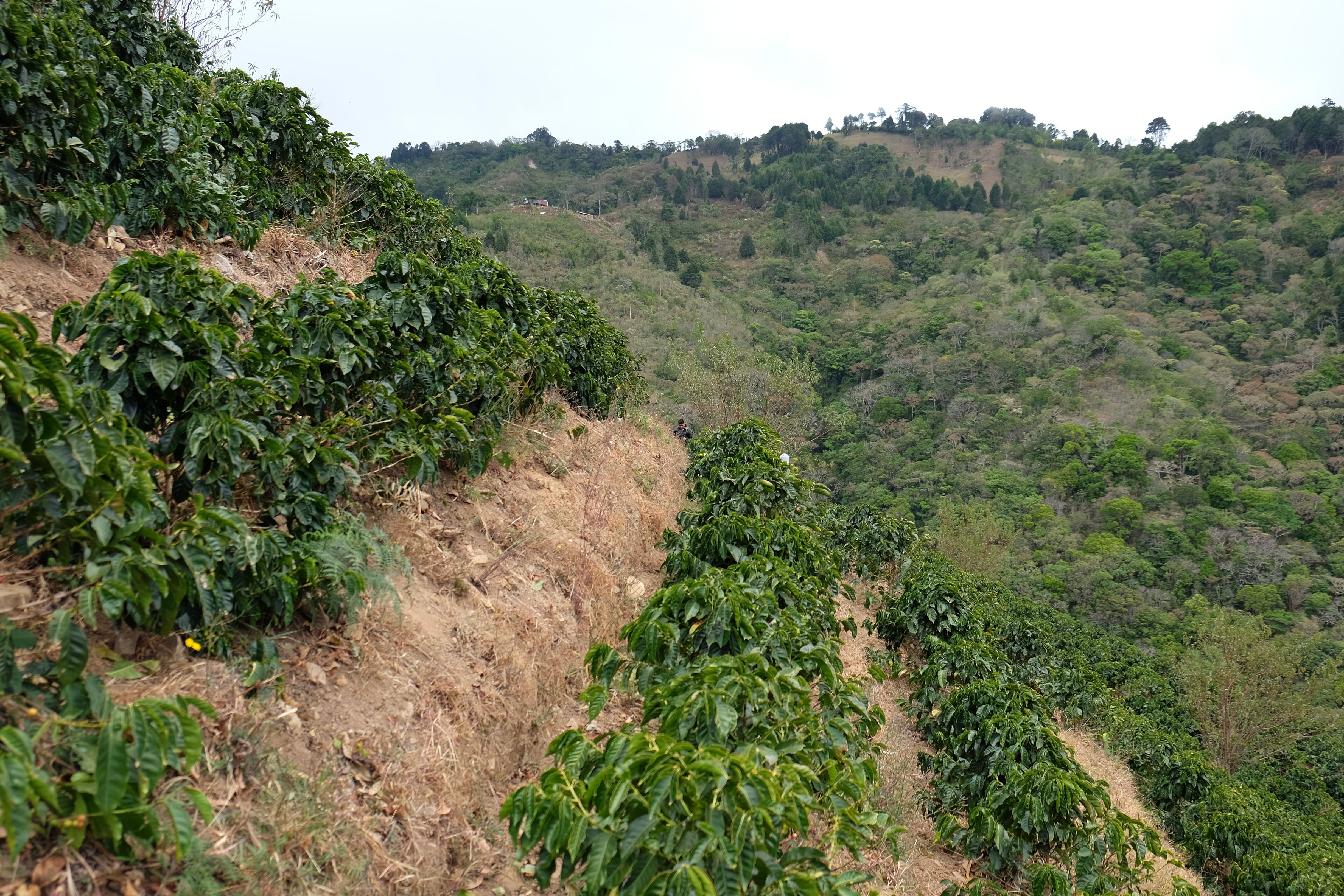 Filter Coffee - Jorge Vásquez - Catuai Natural