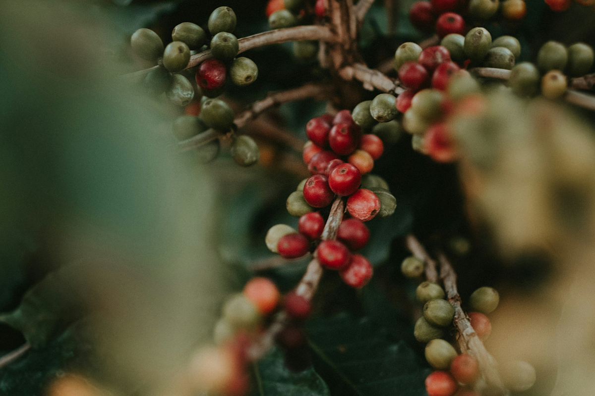 Warum die Kaffeepreise steigen: Was hinter den höheren Kosten steckt