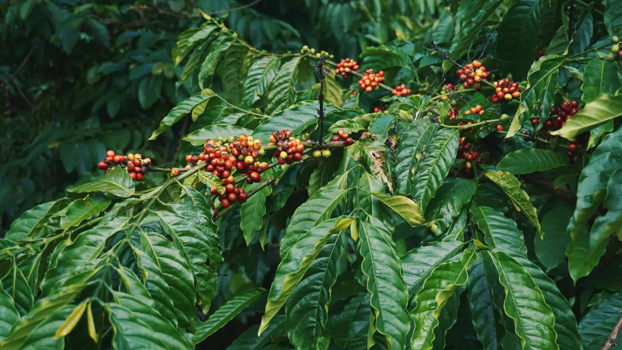 Die Anatomie der Kaffeekirsche: Schichten Fruchtfleisch und Bohne erklärt