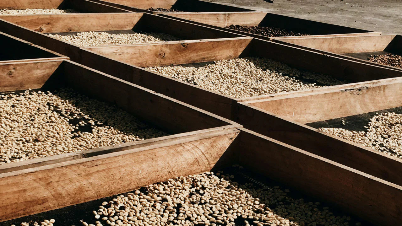 Monsooning: Indiens besonderer Kaffee