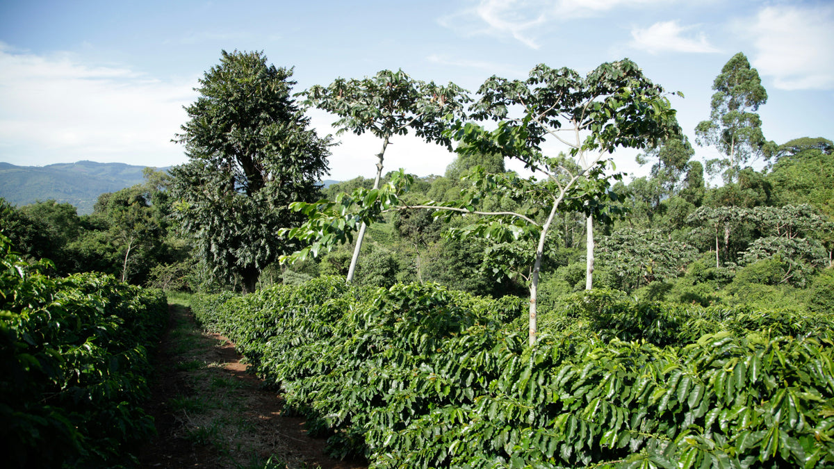 Blogheader "Die Anbaugebiete von Kaffee"